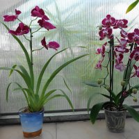 Орхидеи :: Маргарита Батырева
