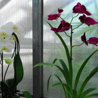 Орхидеи :: Маргарита Батырева