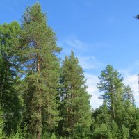Летом в лесу! :: Вера Щукина