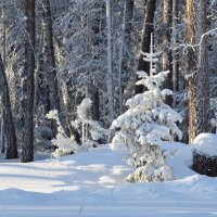 Красота зимнего леса :: Татьяна Соловьева