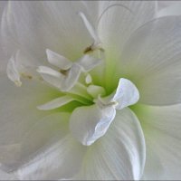 Комнатные цветы. Белый амариллис :: Нина Корешкова