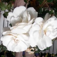 Как прекрасны белые розы! :: GALINA 