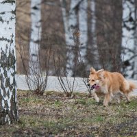 Язык на плечо - набегалась... :: Владимир Безбородов