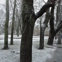 Снег :: Сапсан 