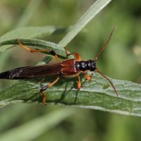 Короткокрыл большой (Necydalis major Linnaeus, 1758) :: Павел Морозов