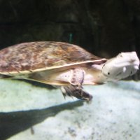 Жабоголовая черепаха :: Любовь ***