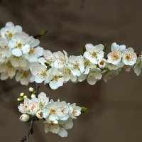 Весна цветет :: Светлана 