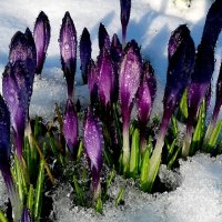 Крокусы после снегопада :: Ольга Митрофанова