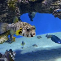 Первая красавица в аквариуме :: Нина Синица