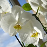 Орхидея фаленопсис :: Татьяна Евдокимова