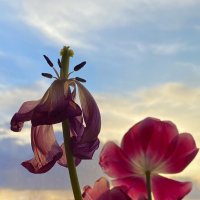 Прощальный вальс тюльпанов :: Светлана Карнаух