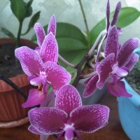 Орхидеи :: Марина Таврова 
