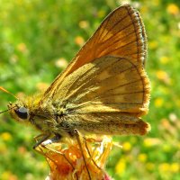 Толстоголовка-лесовик, или толстоголовка Фавн (лат. Ochlodes sylvanus) :: vodonos241 