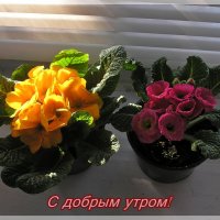 Примула. :: Татьяна и Александр Акатов