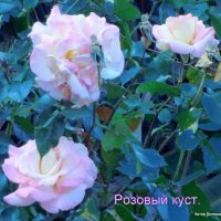 Розы чайные. :: Валерьян Запорожченко