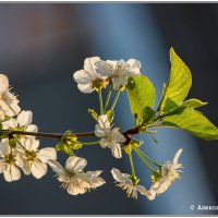 цветочки :: Александр Богатырёв