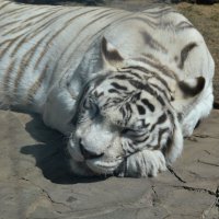 Белый тигр :: Константин Анисимов