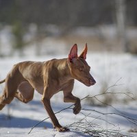 Летняя собака в зимнем лесу. :: Татьяна Захарова