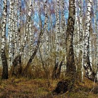 В весеннем лесу :: Сергей Чиняев 