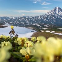 Цветочная полянка :: Денис Будьков