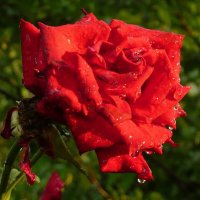 О роза, ты прекрасна! :: Вера Щукина