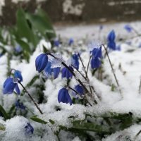цветы под снегом :: Елена К