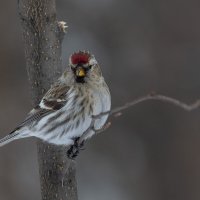 Чечетка,обыкновенная :: Олег Мартоник