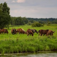 На лугу пасутся ... :: Оксана Галлямова