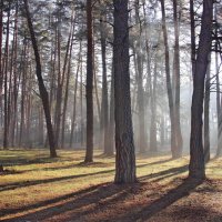 Лучей весенних солнечная нежность... :: Лесо-Вед (Баранов)