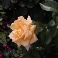 Роза чайного цвета :: Irene Irene