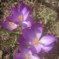 Весна идет! :: Елена Семигина