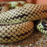 Очаровательная змейка! :: Ирина Олехнович