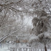 22.03.20 - Зима вернулась!... Такого снегопада не было за всю зиму... :: Лидия Бараблина