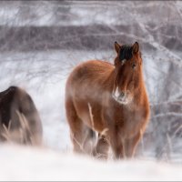 Ходят кони .. :: Влад Соколовский