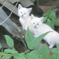 Коты белоснежки :: Maikl Smit