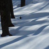 25.03.20 - Мартовские тени, снежные барханы... :: Лидия Бараблина