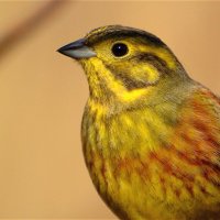 Обыкновенная овсянка (Emberiza citrinella) :: Иван 