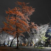 Парк Сумиёси, Осака, Япония :: Иван Литвинов