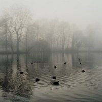 Утки в тумане... :: Elena Ророva