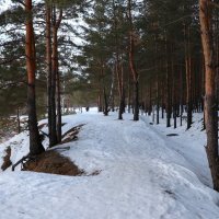 Прогулка в лесу ... :: Татьяна Котельникова
