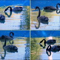 Чёрные лебеди в синей тени - 2 :: Нина Бутко