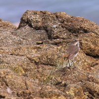 Птицы с озера Балхаш. :: Штрек Надежда 
