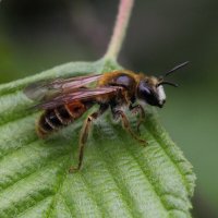Пчела (Andrena hattorfiana (Fabricius, 1775)) :: Павел Морозов