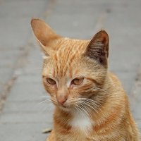 "Безобразник  рыжий кот поселился у ворот..." :: Ольга И