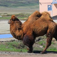 Верблюд. :: Штрек Надежда 