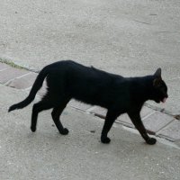 Чёрный кот на прогулке. :: Наталья Цыганова 