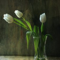 Белые тюльпаны :: Николай 