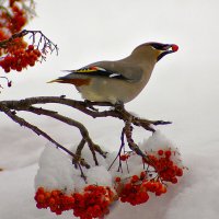 свиристель на кормёжке :: Геннадий Ганущак