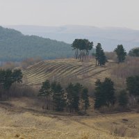 Полосатый холм у одинокой сосны :: M Marikfoto