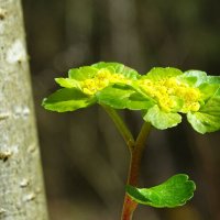 Селезёночник очереднолистный :: Милешкин Владимир Алексеевич 